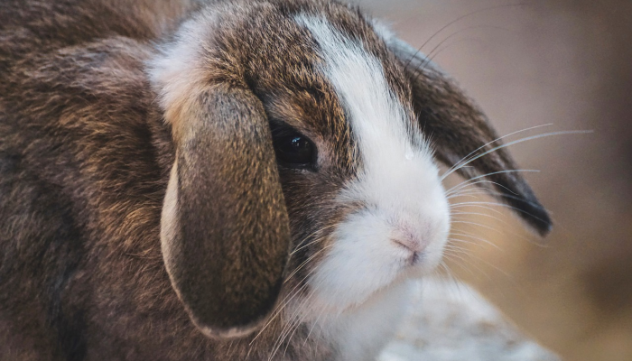 实测教程”呗兔真的确实有挂吗”(透视)其实确实有挂