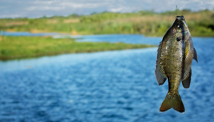 辅助神器“优优乐葫芦鱼怎么开挂”其实确实有挂 