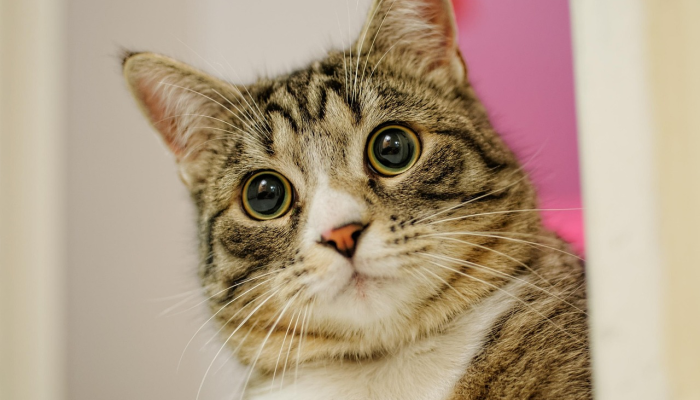 实测教程”小程序麻雀可以作弊吗”(透视)其实确实有挂