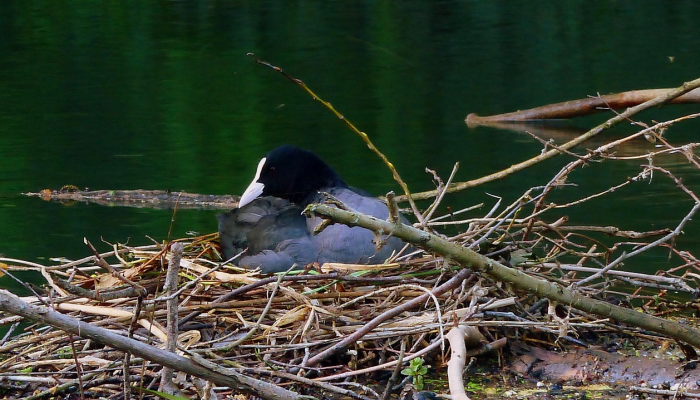 辅助开挂神器“十三十三水比鸡挂”其实确实有挂