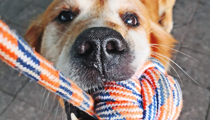 万能开挂辅助“哈狗游戏辅助软件”其实确实有挂